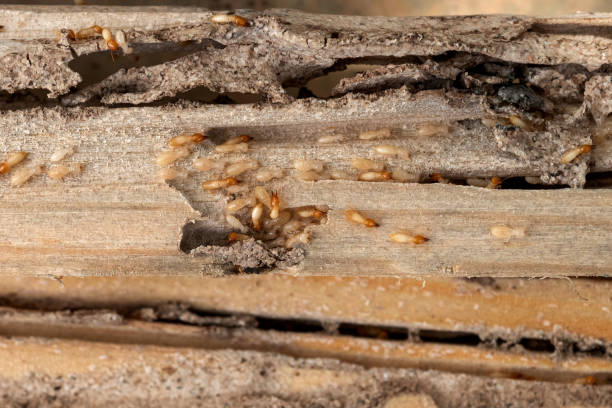 Best Exterminator Services  in Maxwell, CA